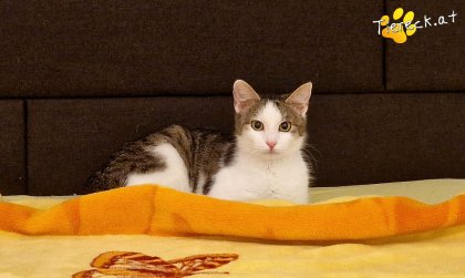 Scottlyn (Foto by Tiereck.at - Lavanttaler Tierhilfe)