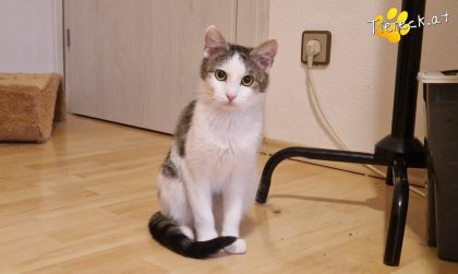 Scottlyn (Foto by Tiereck.at - Lavanttaler Tierhilfe)