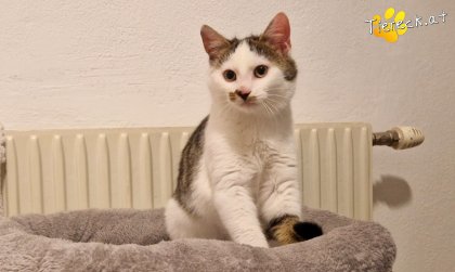 Skidmark (Foto by Tiereck.at - Lavanttaler Tierhilfe)