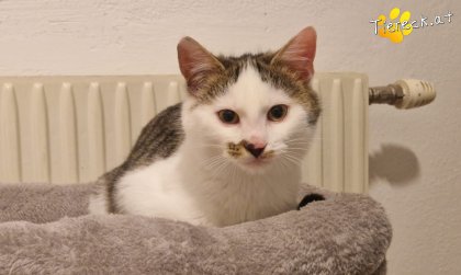 Skidmark (Foto by Tiereck.at - Lavanttaler Tierhilfe)