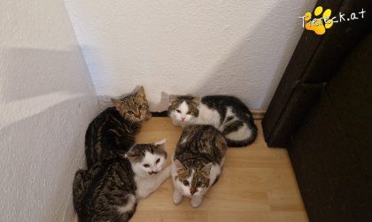 Finn (Foto by Tiereck.at - Lavanttaler Tierhilfe)