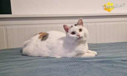 Lykke (Foto by Tiereck.at - Lavanttaler Tierhilfe)