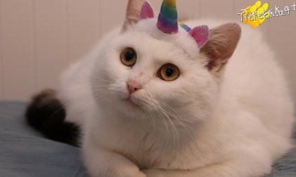 Lykke (Foto by Tiereck.at - Lavanttaler Tierhilfe)