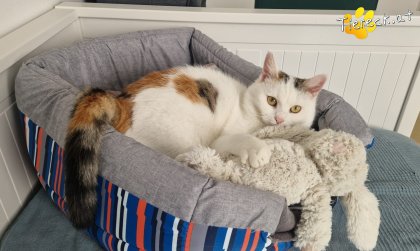 Lykke (Foto by Tiereck.at - Lavanttaler Tierhilfe)