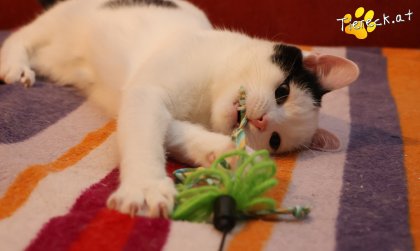 Linus (Foto by Tiereck.at - Lavanttaler Tierhilfe)