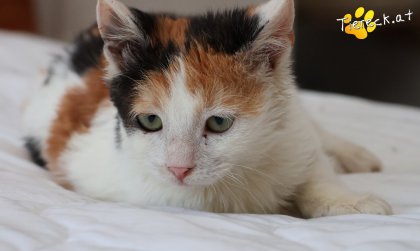 Cosima (Foto by Tiereck.at - Lavanttaler Tierhilfe)