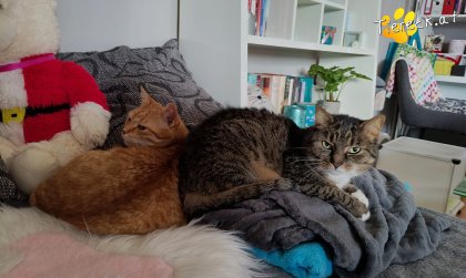 Punkti (Foto by Tiereck.at - Lavanttaler Tierhilfe)