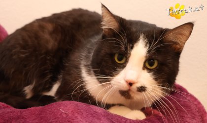 Gerry (Foto by Tiereck.at - Lavanttaler Tierhilfe)