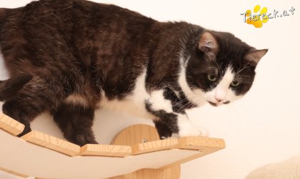 Gerry (Foto by Tiereck.at - Lavanttaler Tierhilfe)