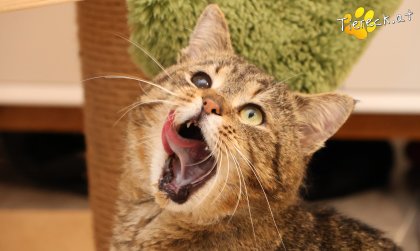 Jacko (Foto by Tiereck.at - Lavanttaler Tierhilfe)