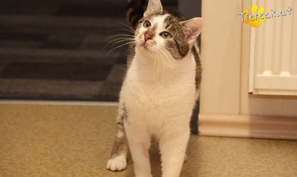 Lissi (Foto by Tiereck.at - Lavanttaler Tierhilfe)