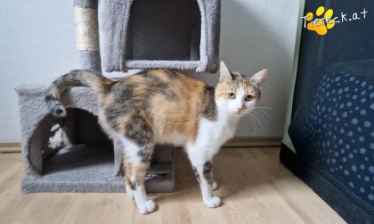 Lotti (Foto by Tiereck.at - Lavanttaler Tierhilfe)