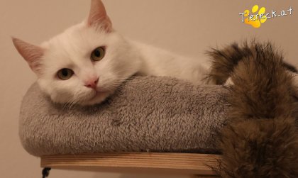 Lissy (Foto by Tiereck.at - Lavanttaler Tierhilfe)