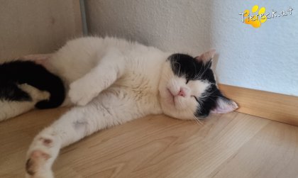 Salem (Foto by Tiereck.at - Lavanttaler Tierhilfe)