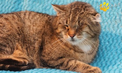 Vevi (Foto by Tiereck.at - Lavanttaler Tierhilfe)