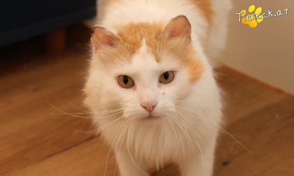 Mika (Foto by Tiereck.at - Lavanttaler Tierhilfe)