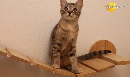 Mia (Foto by Tiereck.at - Lavanttaler Tierhilfe)