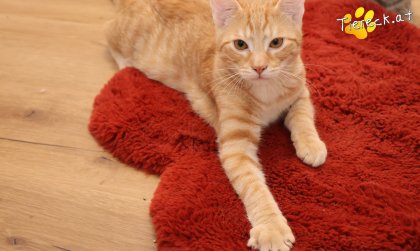 Maxi (Foto by Tiereck.at - Lavanttaler Tierhilfe)