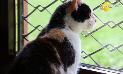Cookie (Foto by Tiereck.at - Lavanttaler Tierhilfe)