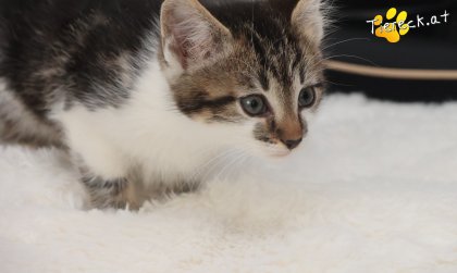 Lotti (Foto by Tiereck.at - Lavanttaler Tierhilfe)
