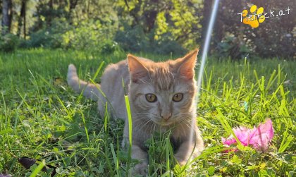 Nina (Foto by Tiereck.at - Lavanttaler Tierhilfe)