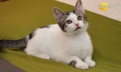 Findus (Foto by Tiereck.at - Lavanttaler Tierhilfe)