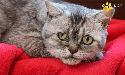 Olaf (Foto by Tiereck.at - Lavanttaler Tierhilfe)