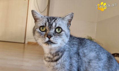 Olaf (Foto by Tiereck.at - Lavanttaler Tierhilfe)