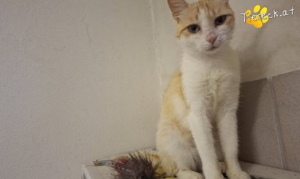 Nala (Foto by Tiereck.at - Lavanttaler Tierhilfe)