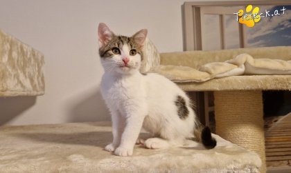 Gaucio (Foto by Tiereck.at - Lavanttaler Tierhilfe)