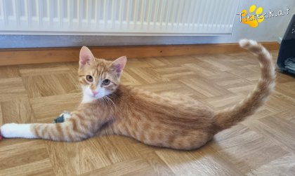 Eddy (Foto by Tiereck.at - Lavanttaler Tierhilfe)