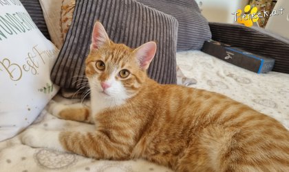 Eddy (Foto by Tiereck.at - Lavanttaler Tierhilfe)