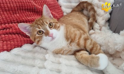 Eddy (Foto by Tiereck.at - Lavanttaler Tierhilfe)