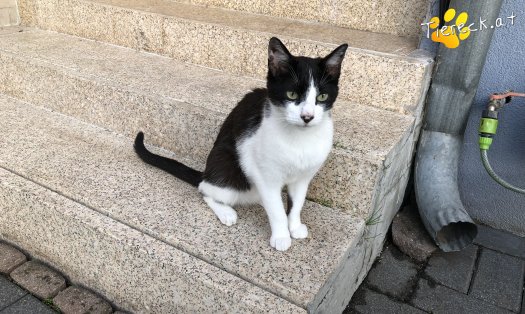 Katze Oskar (Foto by Tiereck.at - Lavanttaler Tierhilfe)