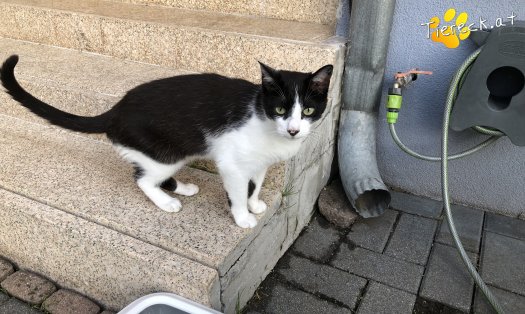 Katze Oskar (Foto by Tiereck.at - Lavanttaler Tierhilfe)