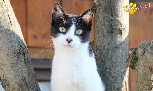 Katze Oskar (Foto by Tiereck.at - Lavanttaler Tierhilfe)