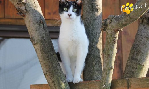 Katze Oskar (Foto by Tiereck.at - Lavanttaler Tierhilfe)