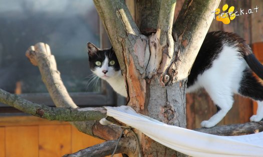 Katze Oskar (Foto by Tiereck.at - Lavanttaler Tierhilfe)