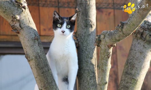 Katze Oskar (Foto by Tiereck.at - Lavanttaler Tierhilfe)