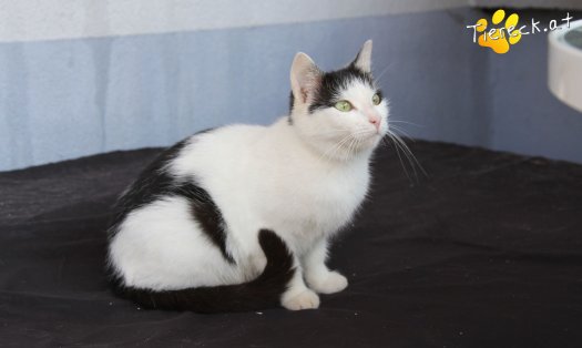 Katze Babsi (Foto by Tiereck.at - Lavanttaler Tierhilfe)