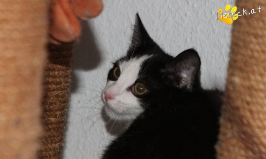 Katze Gizzmo (Foto by Tiereck.at - Lavanttaler Tierhilfe)