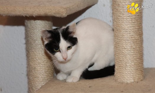 Katze Louie (Foto by Tiereck.at - Lavanttaler Tierhilfe)
