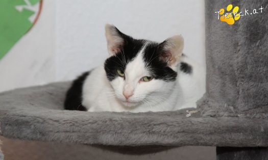 Katze Louie (Foto by Tiereck.at - Lavanttaler Tierhilfe)