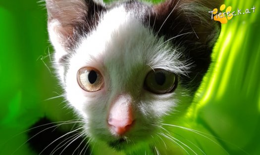 Katze Tami (Foto by Tiereck.at - Lavanttaler Tierhilfe)