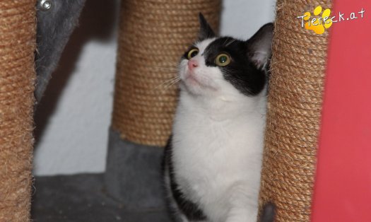Katze Peppino (Foto by Tiereck.at - Lavanttaler Tierhilfe)