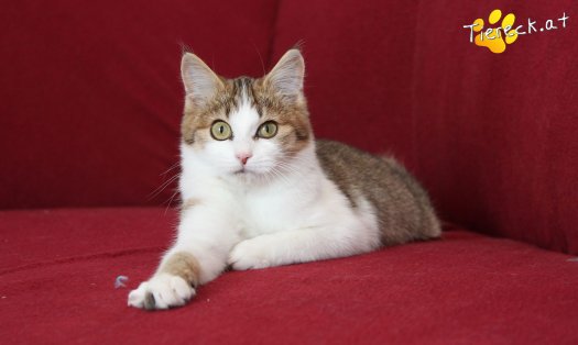 Katze Parler (Foto by Tiereck.at - Lavanttaler Tierhilfe)