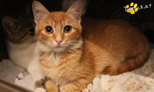 Katze Miró (Foto by Tiereck.at - Lavanttaler Tierhilfe)