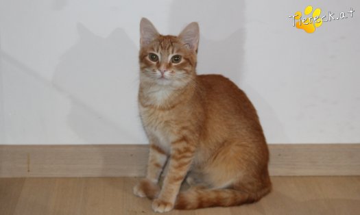Katze Miró (Foto by Tiereck.at - Lavanttaler Tierhilfe)