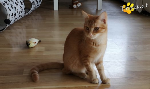 Katze Miró (Foto by Tiereck.at - Lavanttaler Tierhilfe)