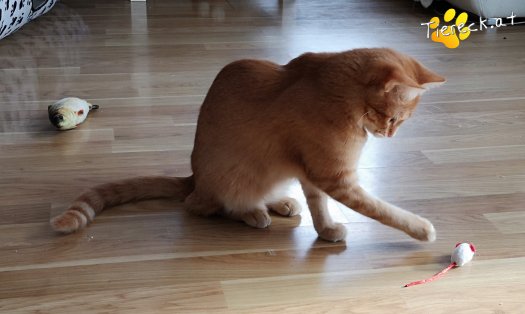 Katze Miró (Foto by Tiereck.at - Lavanttaler Tierhilfe)